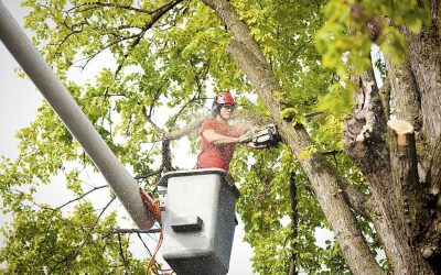 Do You Need a Tree Service Provider Licensed and Insured?