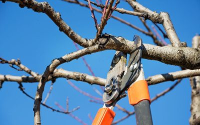 How Often Should Trees be Trimmed or Pruned?