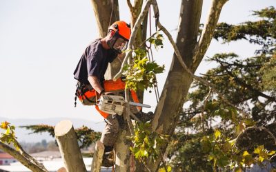 When Do You Need Emergency Tree Removal Services?