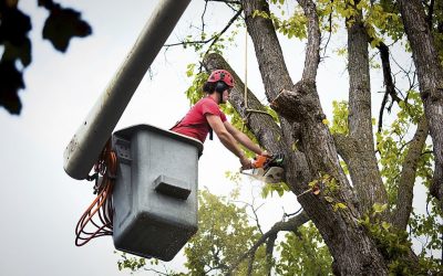 Advantages of Hiring a Tree Service Provider