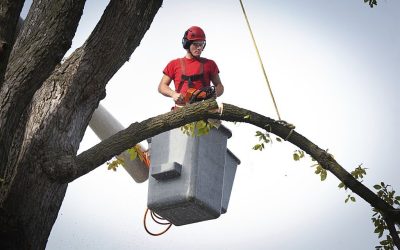 Types of Tree Services