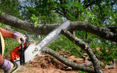 How Can I Tell if A Tree is Dead or Dying?